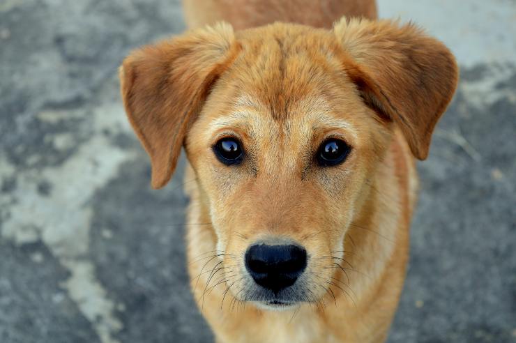 el comportamiento de fido