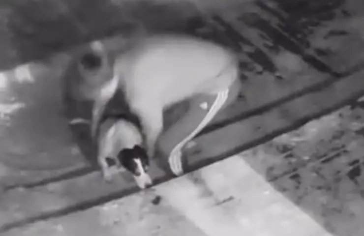 dejar salir el perro se congela