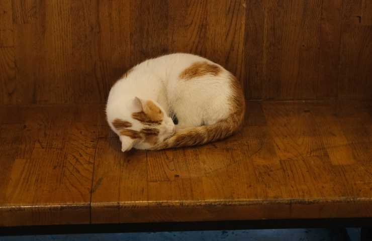 gato en el banco