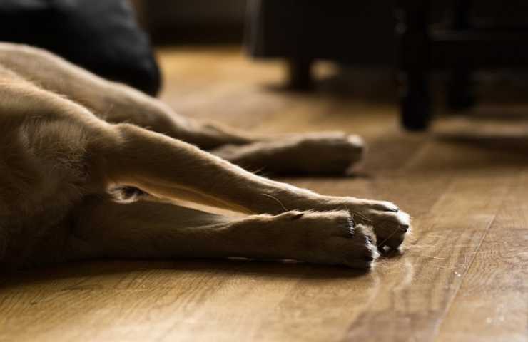 perro en el suelo