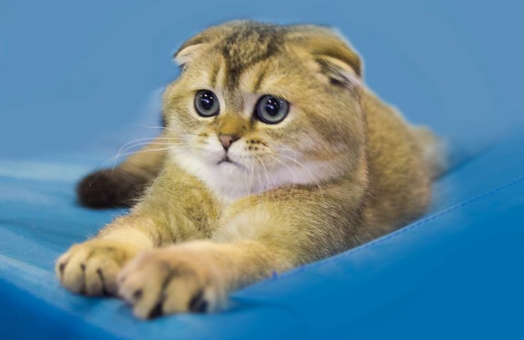 gato enfermo