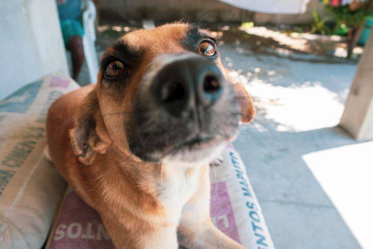 El perro tiene miedo sin motivo