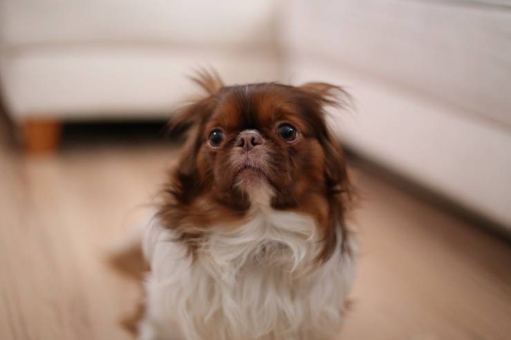 Fido tiene miedo sin razón