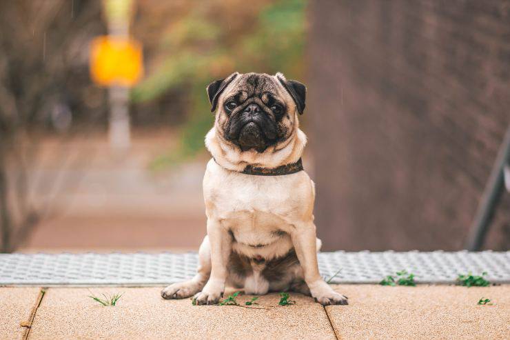cachorros que respetan