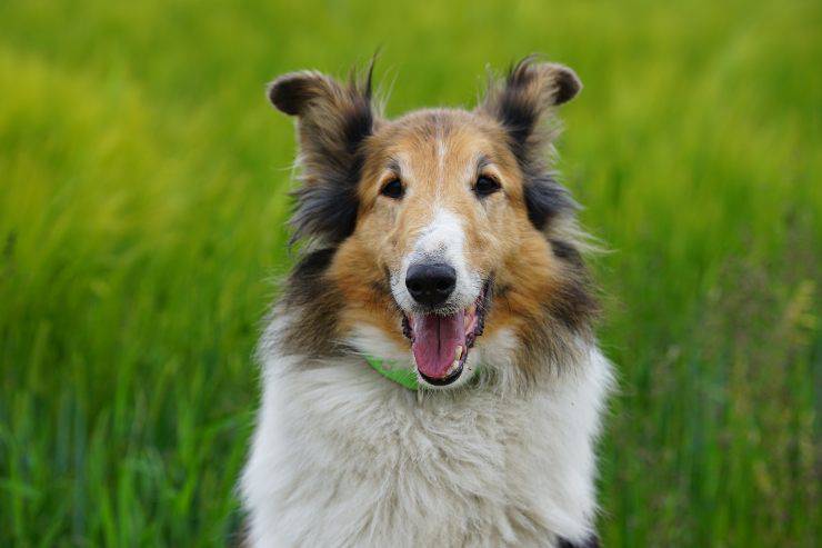 Razas de perros que imponen respeto
