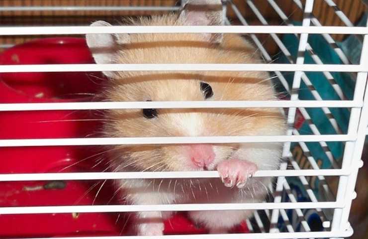 Hamster roe la jaula