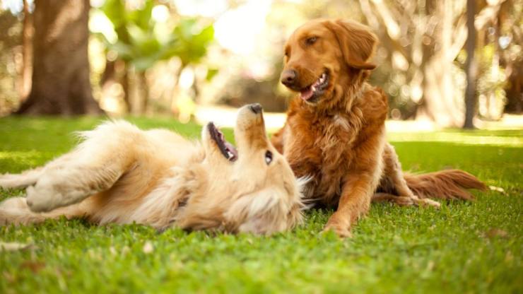 perros al aire libre