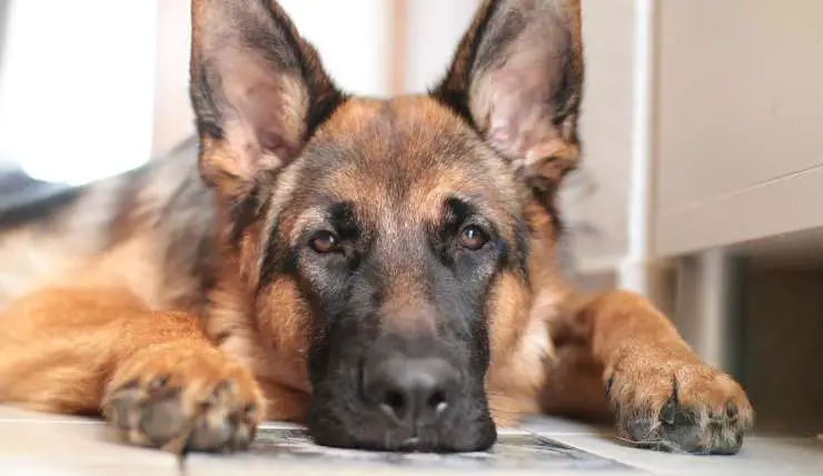 Mirada de pastor alemán (foto de Pixelabay)