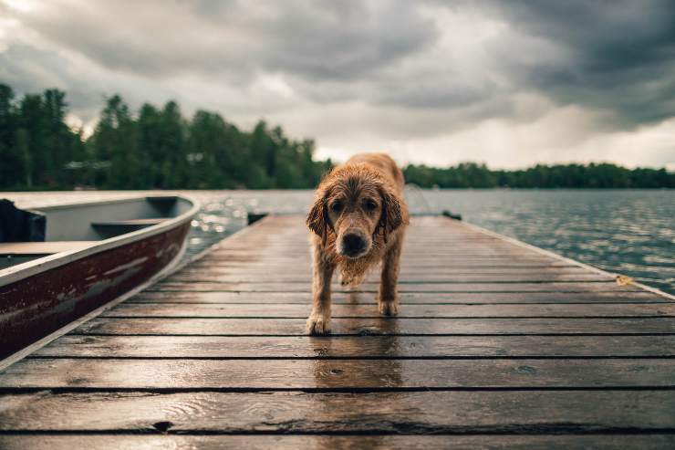 el perro esta desorientado