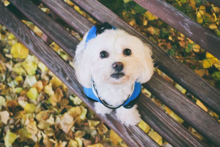 Razas de perros para llevar al trabajo