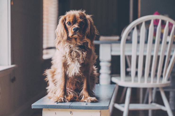El curioso comportamiento de Fido