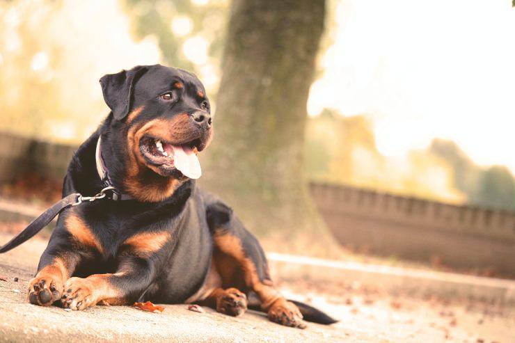 razas de perros mas valientes