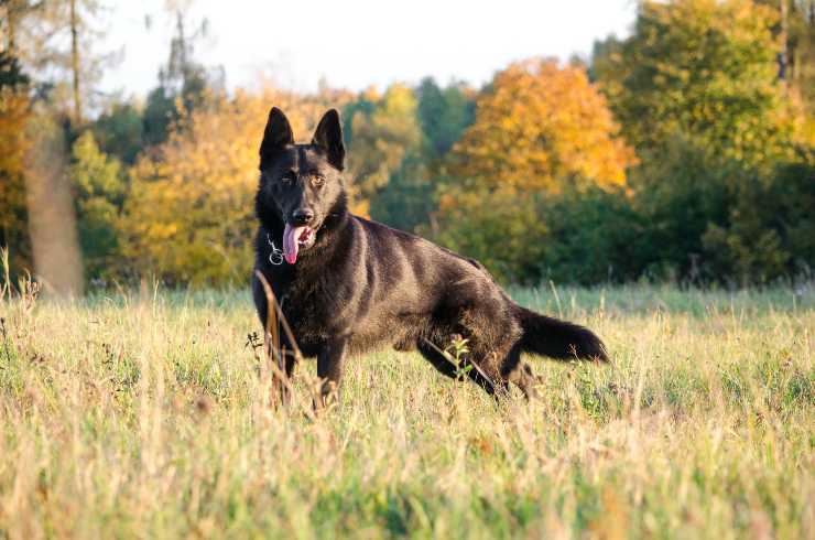 razas de perros mas valientes