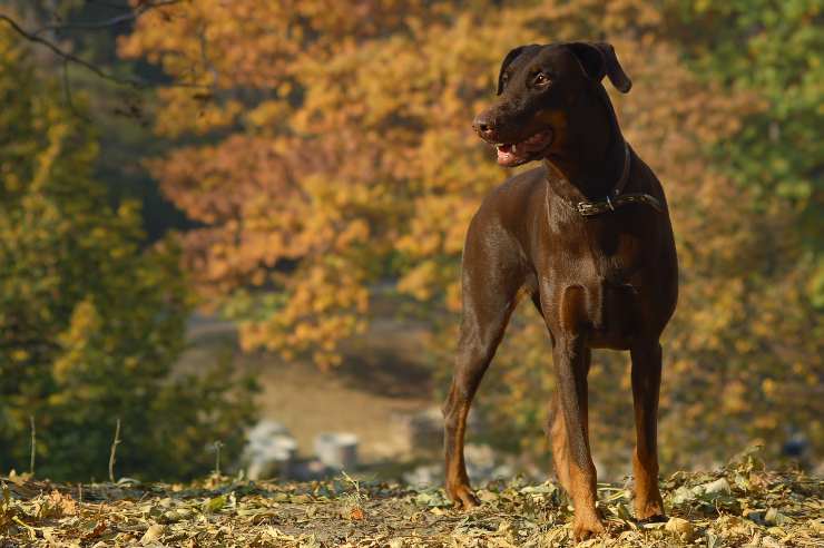 Las razas de perros más valientes