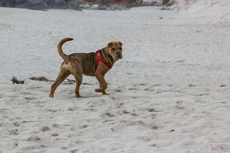 Perro se mueve en la playa