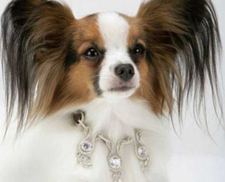 collar-perro-personalizado-(1)_optimizado