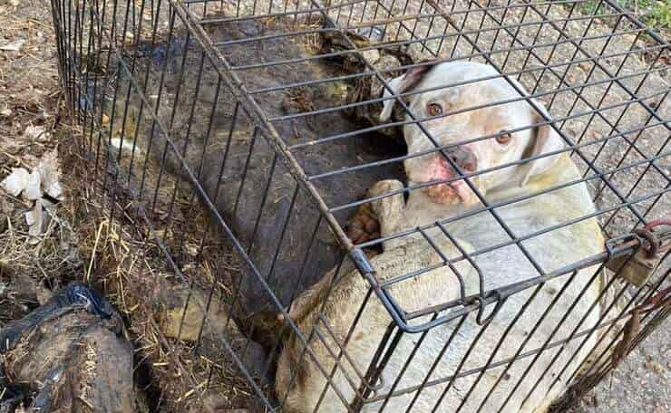 Policía descubre maltrato animal gracias a un terrible incendio