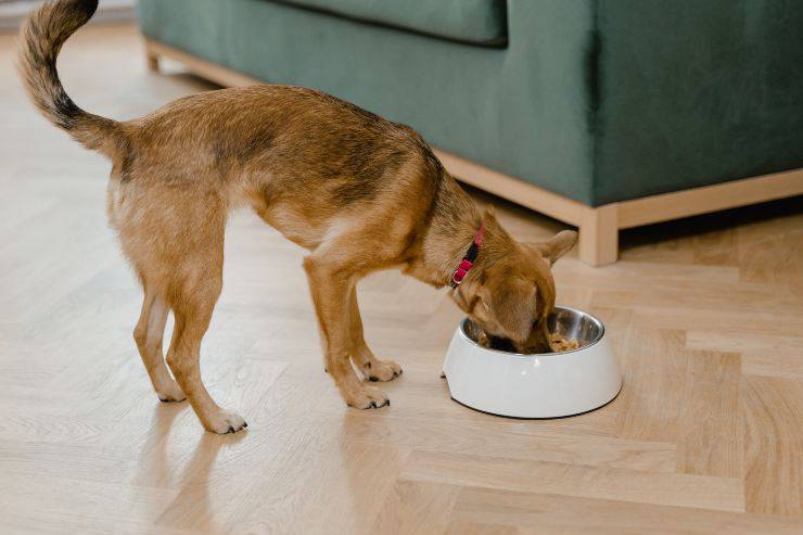 El alimento completo para perros