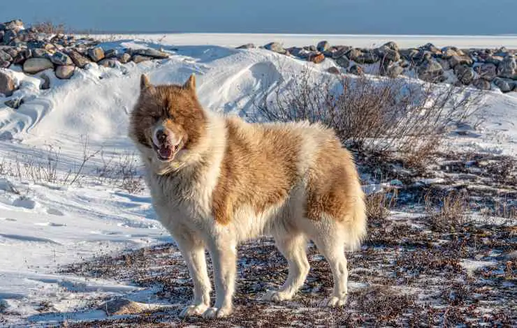 perro esquimal canadiense