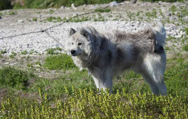 perro esquimal canadiense