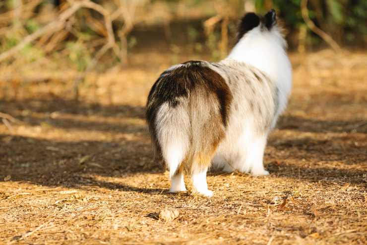 El peludo se da vuelta