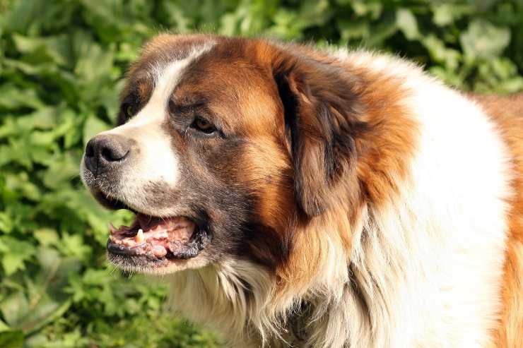 Razas de perros ideales para dueños decididos
