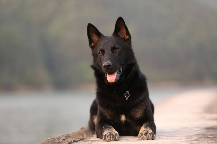 Cachorros aptos para dueños valientes