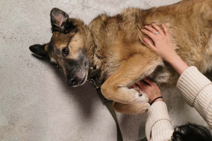 Ejemplares caninos para dueños expertos