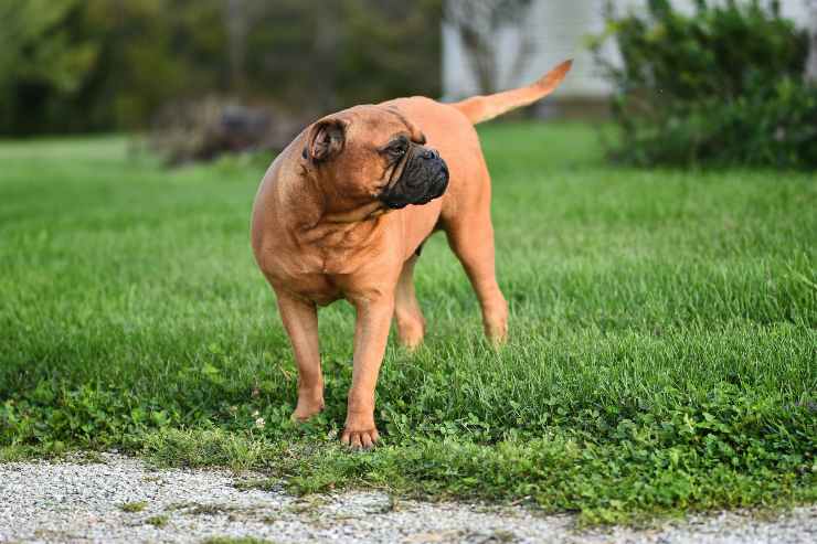 Razas de perros para dueños experimentados