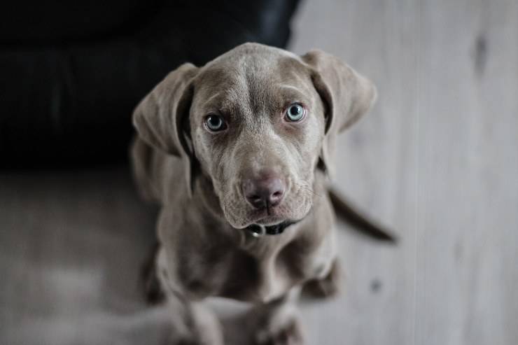 Razas de perros para dueños valientes