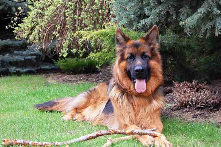 perro en el jardin