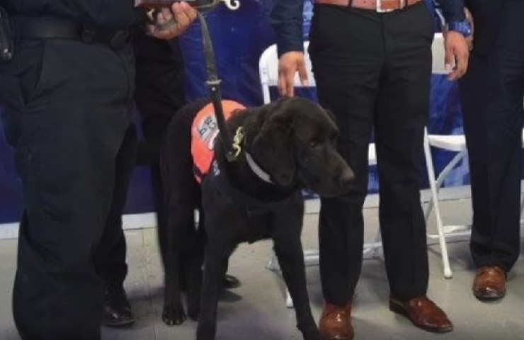 fuegos artificiales de perros perdidos
