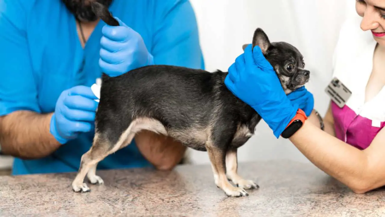 Limpiar el culito del perro: cómo hacerlo y por qué es importante hacerlo -  Vida con Mascotas ▷➡️