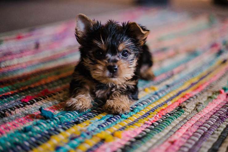 Cómo vive el perro epiléptico