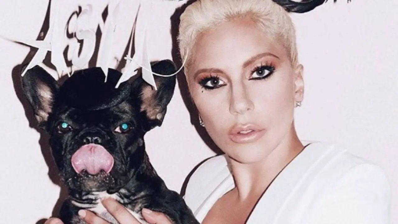 Lady Gaga: quiénes son sus perros Koji, Gustav y Miss Asia y el drama ...