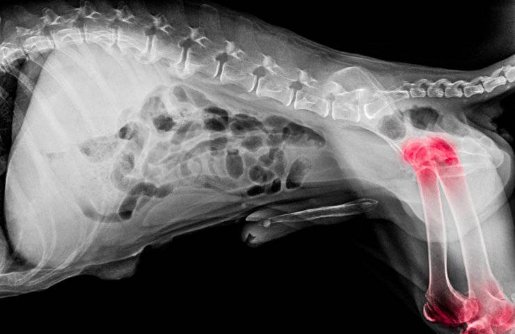 radiografia de perro