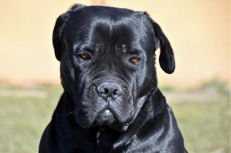 perro confiado