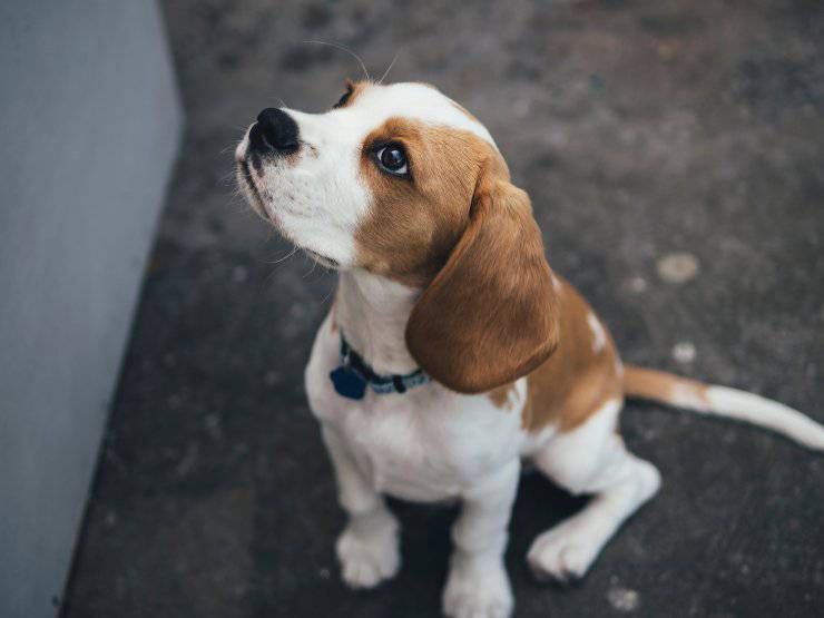 recetas para perros