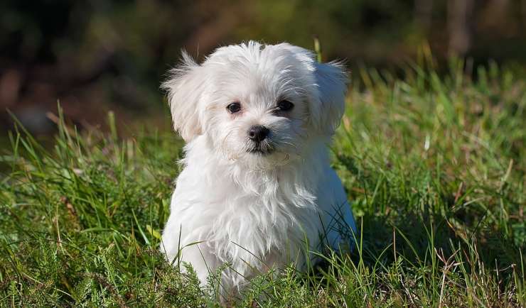 caniche en el jardín (Foto Pixabay)