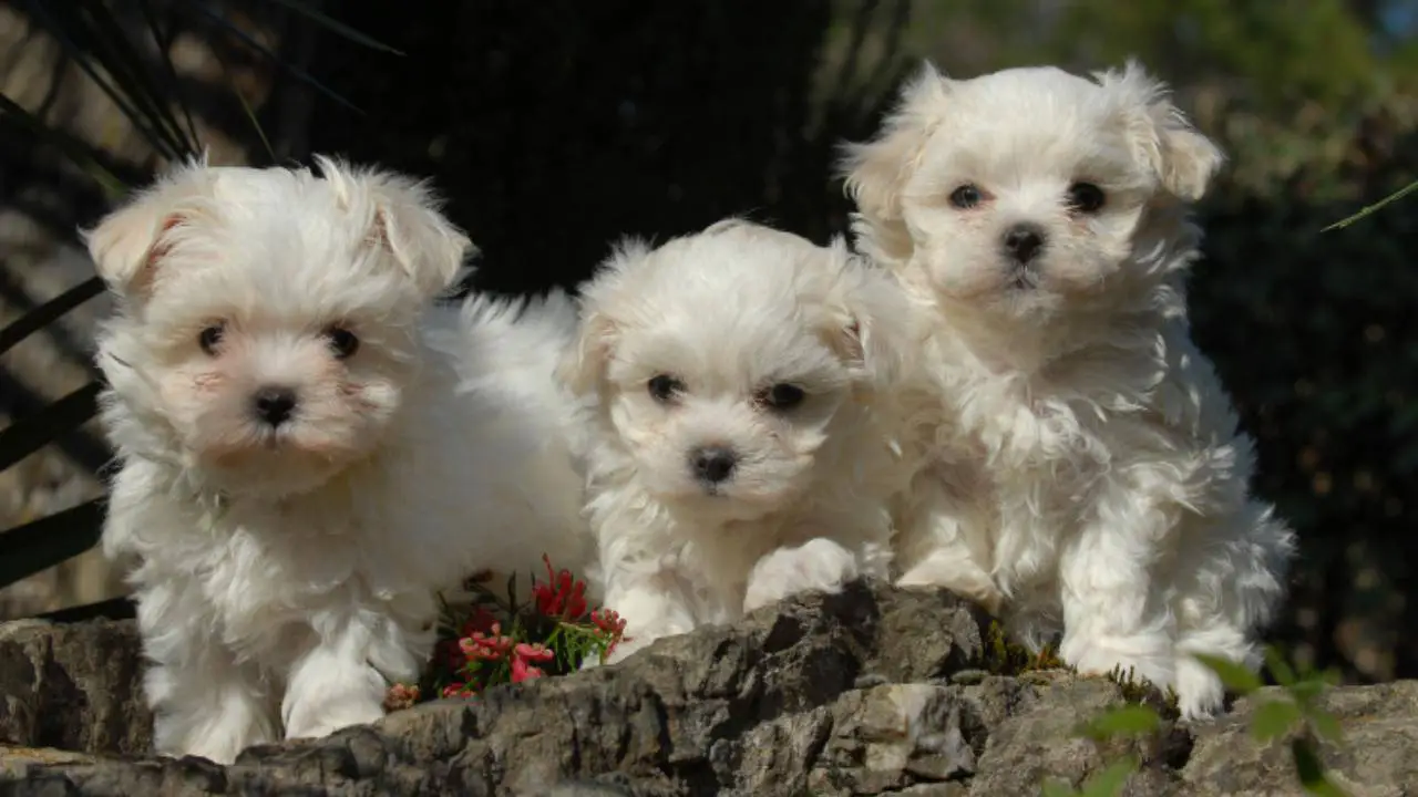 Alimentación del Coton de Tulear dosis, frecuencia y alimentos Vida