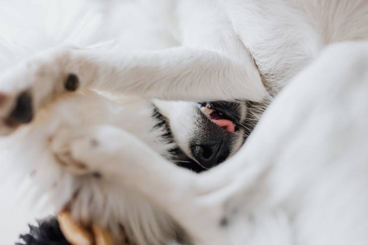 Uréter ectópico del perro.