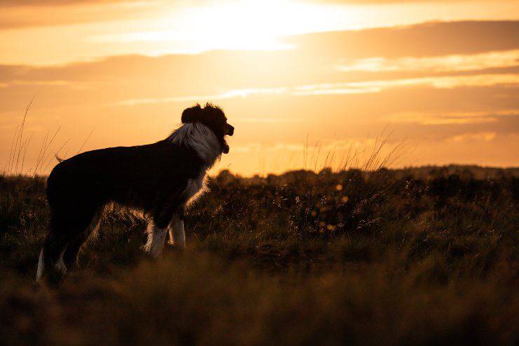 Razas de perros que se parecen a los animales salvajes