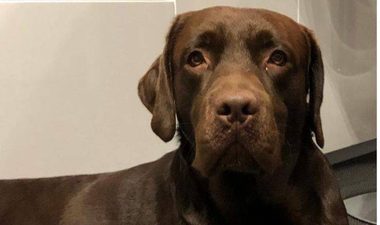 Django, el perro de Paola Perego
