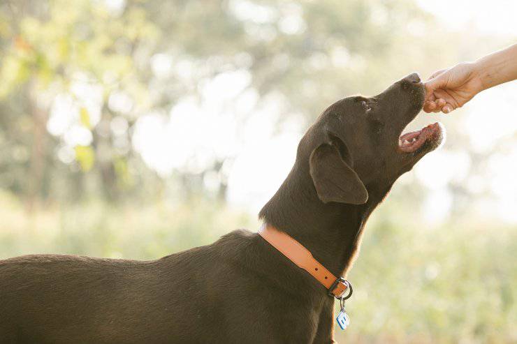 Galletas veganas para perros: las recetas más saludables y deliciosas -  Vida con Mascotas ▷➡️