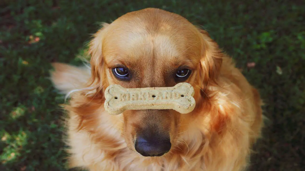 Galletas veganas para perros: las recetas más saludables y deliciosas -  Vida con Mascotas ▷➡️