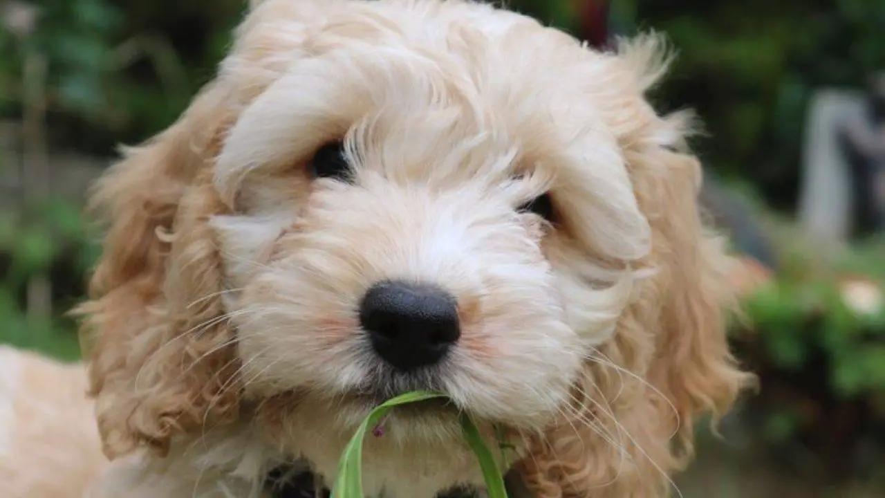 Adoptar un Cockapoo: carácter, estilo de vida y dueño ideal - Vida con ...