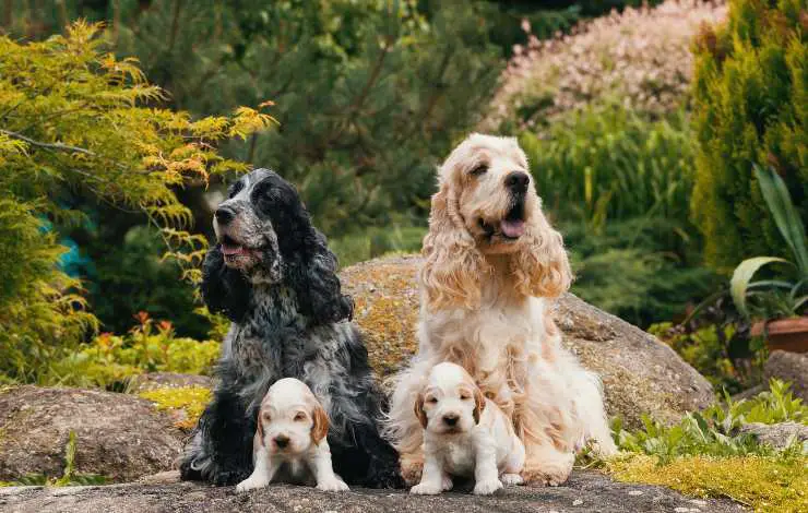 cocker spaniel ingles
