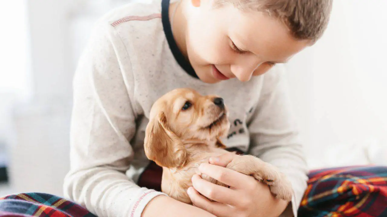 Adoptar un Cocker Spaniel Inglés: carácter, estilo de vida y dueño ...
