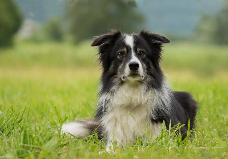 razas compatibles con el dálmata: el border collie