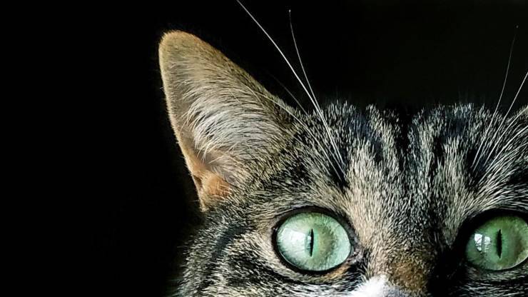 Ojos verdes en el gato.